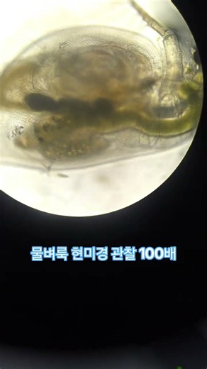 물벼룩 현미경 관찰 100배