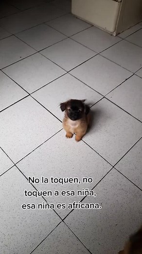 #happydogs #happypets #amorperruno #amoranimal #animals #vidaanimal #viralvideos #viraldogs #viral ##viralvideo #mascotastiktok #mascotacheck #amorperruno🐶 #amor #trend #mascotasfelices #perritos #hermoso #perrosbebes #dogsoftiktok #dogloverforever #doglove #lovestory #perritostiernos #perrosreciennacidos #perrosbebes #reciennacido #lespresento #perrosbebespreciososdelmundoentero #mimamahumana #miabuelitahumana #quiereunnieto #soyunaplanta #plantaperrito #videosvirales #amormiperro #amomimascot