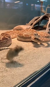 188K views · 229 reactions | Tiny Mouse vs Snake  #snake #mouse | Status.ai | Facebook