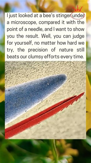 I just looked at a bee's stinger under a microscope, compared it with the point of a needle