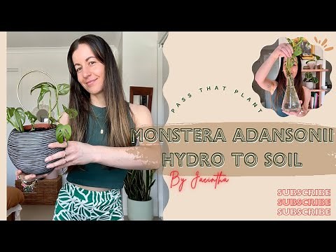 Tutorial: Transfer Monstera Adansonii Propagation from Water to Soil | Full Step-by-Step Guide!