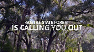 Escape into the natural wonders of Goethe State Forest! 🌲🦌 Hike through the forests, bike along scenic trails, or cast your fishing line. Keep your eyes peeled for wildlife – like the red-cockaded woodpecker and Florida black bear. Plan your visit today, and #ExploreFloridaForests! Learn more at https://bit.ly/45atEsp. | Florida Forest Service