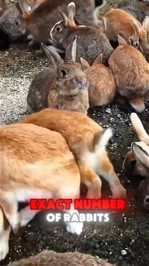 This Island Has More Rabbits Than People! 🐰🏝️