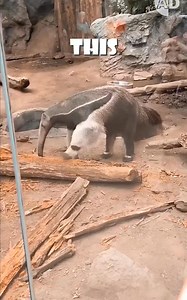 34K views · 58 reactions | The most intelligent Animal in the world ? Think New | Think New | Facebook