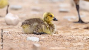 A baby geese, called goslings, take about a month to hatch. Babies are covered with soft feathers called down.