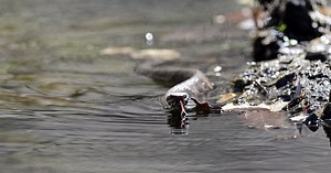 Photo and video: Here's what you'll see if you visit Snake Road during the spring migration