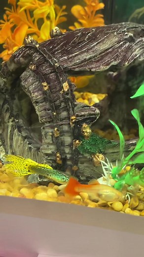 Drama entre guppies: Separando a las embarazadas