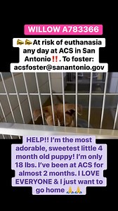 Saving San Antonio Dogs on Reels