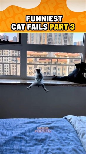 FUNNIEST CAT FAILS Moments PART3 🤣😸