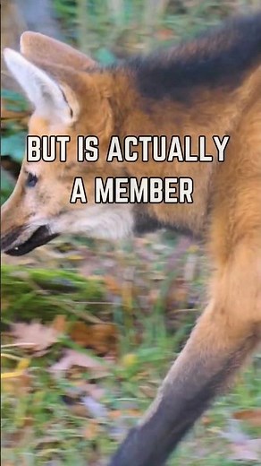 🦊 The Mysterious Maned Wolf: South America's Enigmatic Canine!