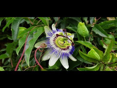 Passiflora caerulea / Mburucuyá / Passionflower / Argentine flora / Blue passionflower / Passion ...