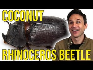Tracking Beetles using Sound