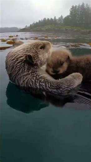 🦦👶💤The Ultimate Cradle: Otter Pup Sleeps on Mom #Otter #Motherhood #CuteAnimals #SleepingBaby