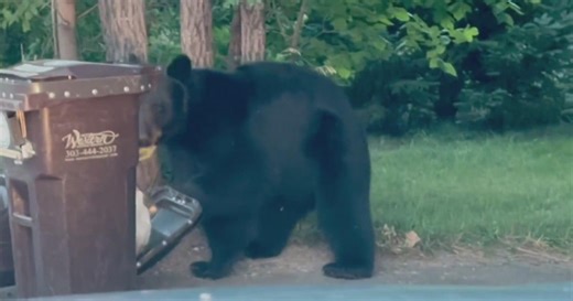 Broken trash cans in Boulder bring bears a "golden platter" and renters' problems
