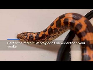 Feeder Rat Size: The #1 Mistake Snake Owners Make