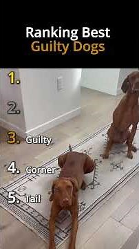 Funniest Guilty Dog Moments Caught Making a Mess 😅 #guiltydogs #pethumor #shorts