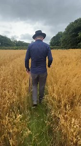 134K views · 3.9K reactions | Restoring and using a Sickle #ireland #restoration #sickle #folklore #history #agriculture #straw | Pint of Plane | Facebook