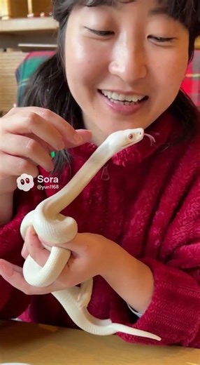ノー加工 白蛇にクレープ食べさせてみた#虐待