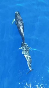 2.7K views · 255 reactions | A gathering of cetaceans is spotted in the shimmering blue waters off the coast of China's Hainan~~ Truly breathtaking! #wonderlandchina #wonderfulChina #amazingChina #WowChina #BeautifulChina #wildChina #ocean #cetacean | Miss Panda | Facebook