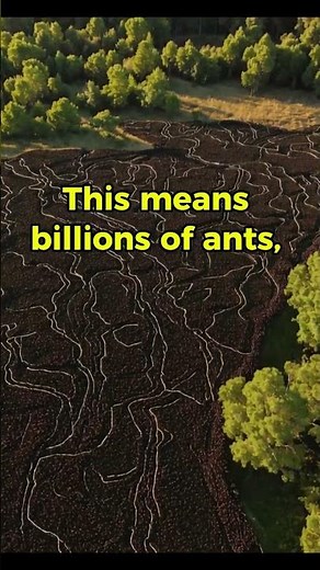 The Ant Colony the Size of Europe
