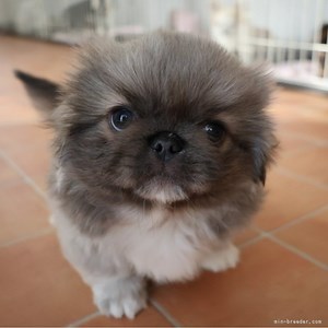 ペキニーズ【千葉県・女の子・2024年11月5日・フォーン&ホワイト】一言で「可愛いおてんばさん」💕｜みんなのブリーダー（子犬ID：2501-01101）