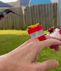 From EuelAnne Peebles in Decatur “My up close and personal view of this tiny little beauty.“ | James Spann