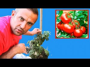 How to stake tomatoes