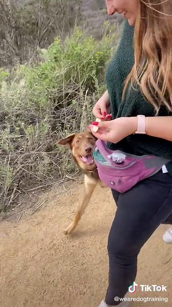 Using a 15ft leash for safety, drop the leash abd only use treats to keel your dogs attention! #dogtraining #edutok #tips #WeAreDogTraining #advice