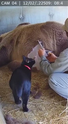 Footage Leaks Showing A Bombay Cat in a Mysterious Situation