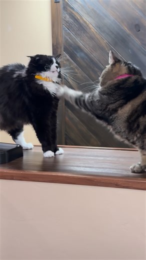 Aymie Herman on Instagram: "Penny, don’t smack Lily! #talkingcat"