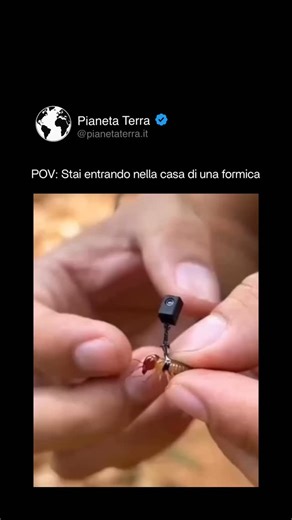 Il video presenta una clip soddisfacente di 12 secondi in cui una minuscola videocamera è fissata sulla testa di una formica, mostrando com’è davvero un formicaio dall’interno — ed è tutt’altro da ciò che la gente si aspetta. Quando la formica entra nel suo nido, le riprese mostrano tunnel stretti, camere interconnesse e un movimento costante, dimostrando quanto le colonie di formiche siano organizzate e funzionali. Queste micro-telecamere ultraleggere sono progettate appositamente per la ricerc