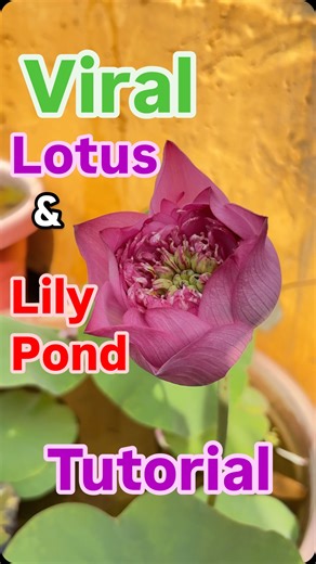 The fishy Zone on Instagram: "Viral lilly and lotus pond tutorial 😍 watch full video on YouTube link in bio. ❤️‍🔥 #reels #instagram #viral #fish #waterlilies #lotus"