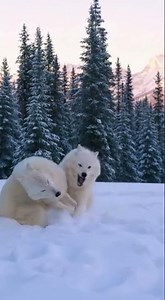 Snowy Playtime | Two White Wolves Having Fun in the Wild