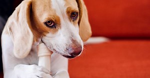 Burger King ya tiene el 'menú' perfecto para tu perro