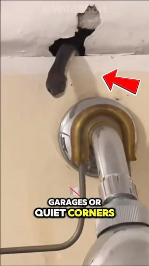 🐍Why Do Snakes Enter Houses?!🏠😱