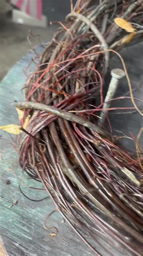 Check out what happens to your vine when you spray a clear spray on it. | The Grapevine Lady