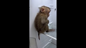小猿