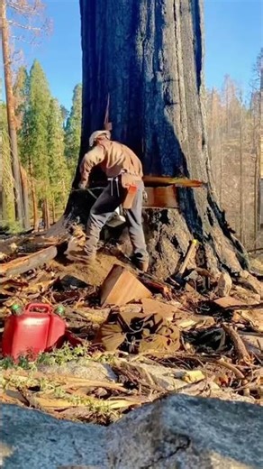 A Day of Logging the Giant Dead Tree #satisfying #asmr #tree #oddlysatisfying #fyp
