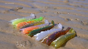 21K views · 1.1K reactions | The CrushCity Imposter is the perfect prawn or shrimp imitation. Made from Super T.P.E. material and infused with shrimp scent, The Imposter is designed to produce subtle movements like that of the real thing - fooling even the weariest of predators. #crushcityaus #crushcityimposter #softplasticsfishing #softplastics #fishinglure #fishing #rapalaaustralia #rapala #lure #new | Rapala | Facebook