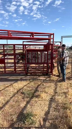 1.3K views · 15 reactions | Artificial insemination day #yellowstone #ranchtok #ranchlife #1883 #texaslonghorns #cowboy #utah #cowtok #rancherwade #fblifestyle #farmtok #farmlife | Linda Lapierre | Facebook