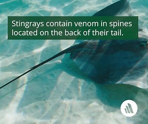 The wound from a stingray’s spine is usually jagged and bleeds freely. Pain is immediate and severe, gradually diminishing over 6 to 48 hours. Learn more: https://mrkmnls.co/47T7NFR | Merck Manual Consumer