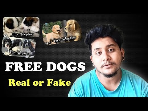 dogs for free adoption REAL OR FAKE || FREE DOGS || Shanu pets and farm