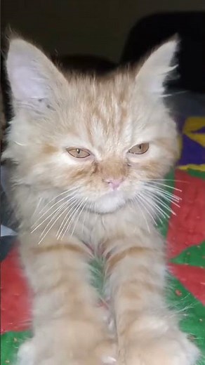 Cat Sounds That Attract Cats: Purrs, Meows & Chirps to Catch Their Attention