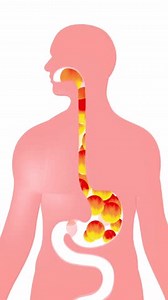 Vertical 3d Animation Digestive System Moving Stock Footage Video (100% Royalty-free) 3444747423 | Shutterstock
