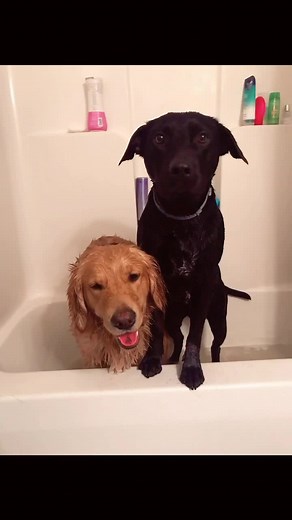 jasper | golden pup on TikTok