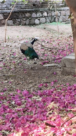 “Wild Peacock Running Free in the Jungle 🦚🌿 #Peacock#Wildlife#NatureShorts#IndianWildlife#JungleLife