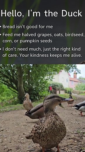 5.3K views · 46 reactions | Next time you’re at the pond, leave the bread at home!  Feeding ducks bread might seem kind, but it actually harms them—leading to poor nutrition and even deformities. Try offering healthier options like sliced grapes, oats, cracked corn, or pumpkin seeds instead. 閭 These simple swaps help ducks stay strong, protect their habitats, and keep the ecosystem in balance. #fblifestyle | Green Garden Tips | Facebook
