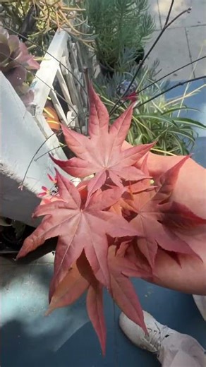 Super Proud of My Maple Tree