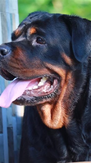 1.7K views · 4.2K reactions | Aru kandalum onn nokkipokum #dora #rottweiler_feature #rottiepuppy #dogphotos #potraitshoot #petportrait | Sakshi Dora | Facebook