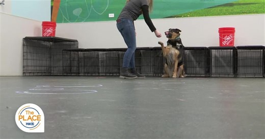 Dogtopia is a one-stop-shop for doggie daycare, boarding, spa services and training